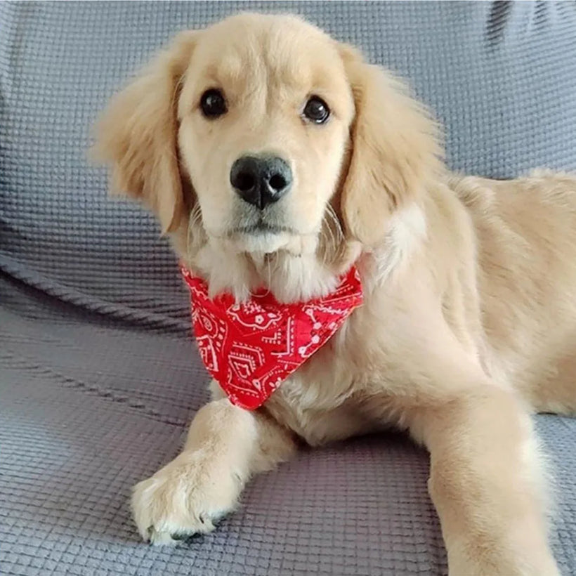 Adjustable Bandana Collar For Dogs Cats