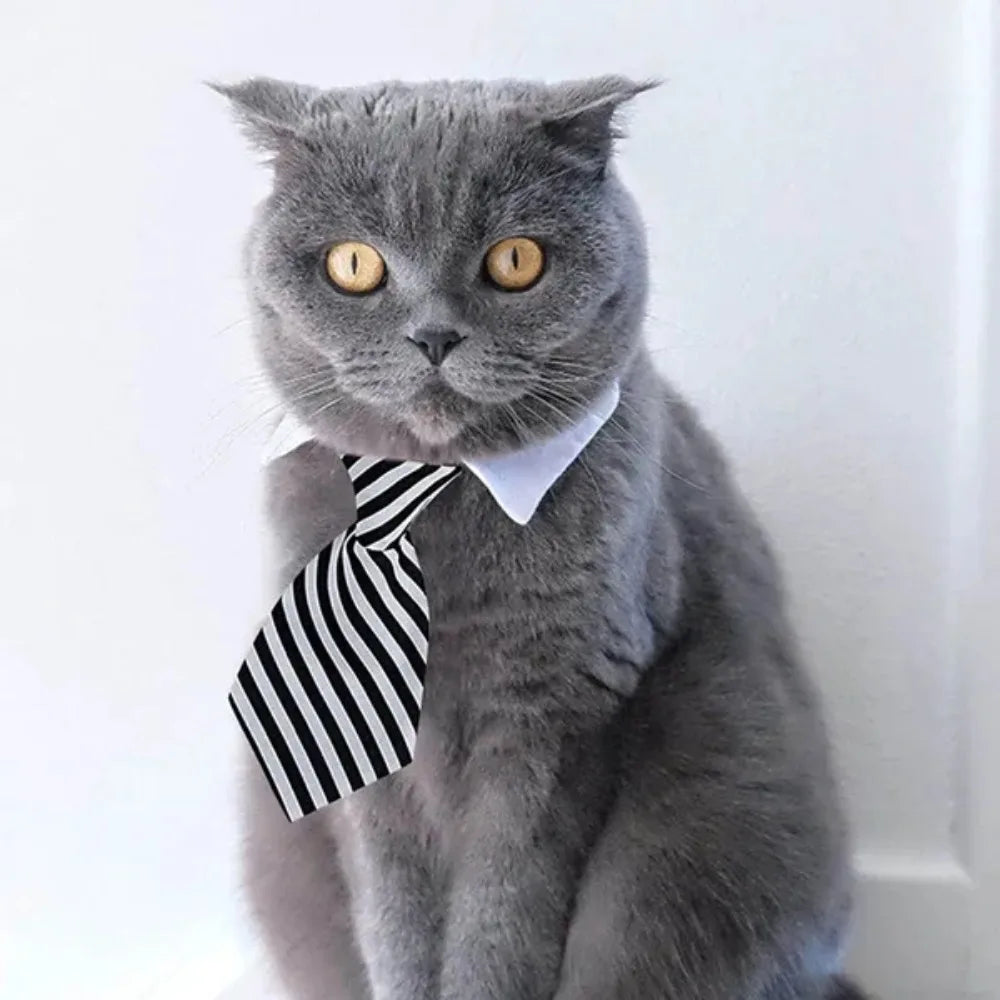 Cat Accessories