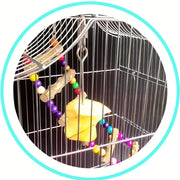 Stainless Bird Fruit Feeding Fork