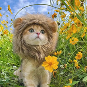 Lion Head Cat Hat For Photos